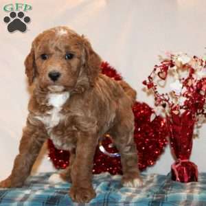 Daniel, Mini Goldendoodle Puppy